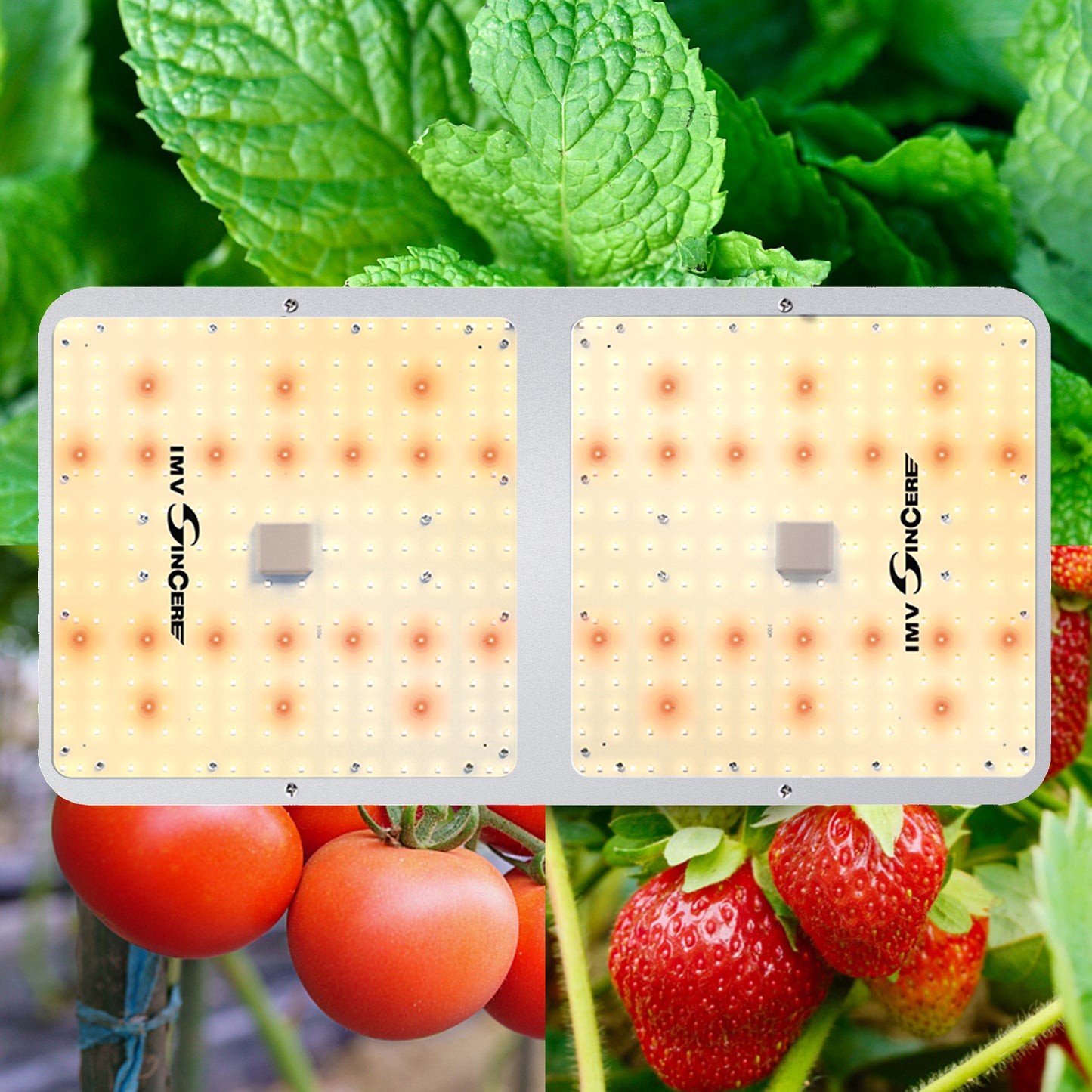 LED Grow Lights, IMVSINCERE BC200W, Full Spectrum LED Grow Light, 3x3 ft. with Samsung Diodes, Dimmable Lighting for Hydroponic Seedling Veg, and Bloom in Grow Tents Greenhouse